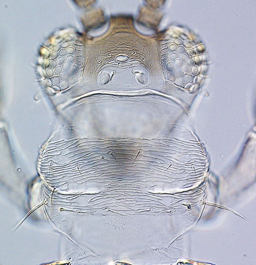 Factsheet - Pseudodendrothrips