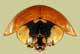 Head
