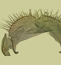 Ovipositor