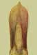 Tegmen dorsal view