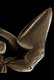 Maxillary palp