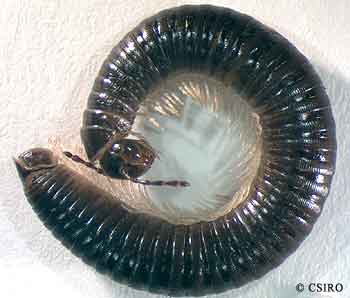 black Portuguese millipede