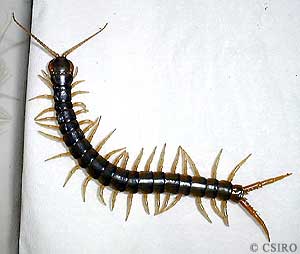 centipede