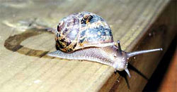 common garden snail