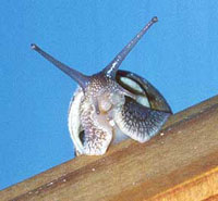 common garden snail