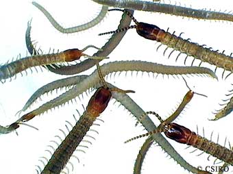 earth centipedes