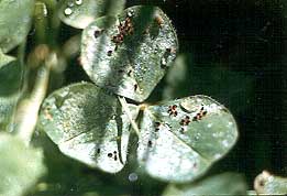 redlegged earth mite on clover