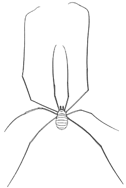 harvestmen