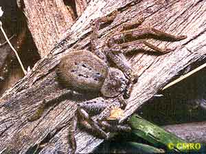 huntsman spider