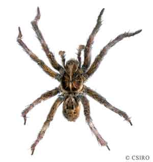 wolf spider