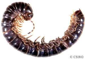 millipede