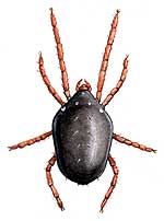 redlegged earth mite