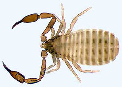Synsphyronus absitus