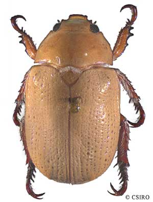 SCARABAEIDAE Attavinus monstrosus **male medium size****MEXICO 
