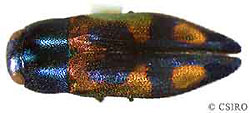 Melobasis species