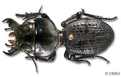 Philoscaphus tuberculatus