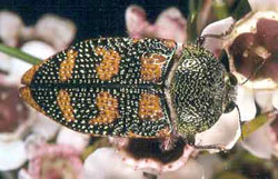 Stigmodera roei