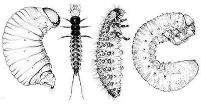 Various larval types