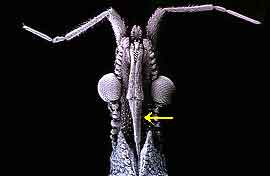 Proboscis of an assassin bug