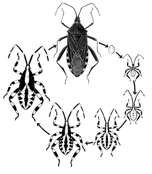 Hemiptera - bugs, aphids, cicadas