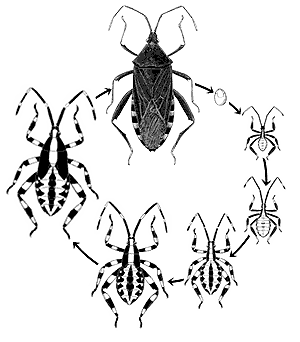 Hemiptera life cycle