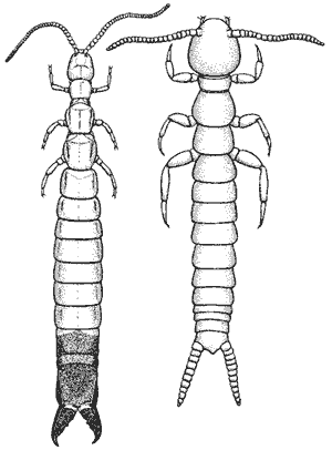 Heterojapyx evansi and Symphylurius species 