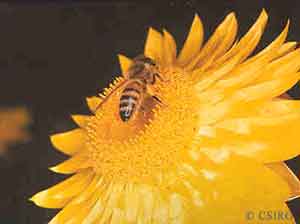 Honeybee on flower