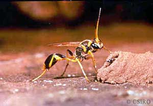 Mud wasp