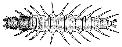 Archichauliodes species