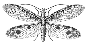 Alderflies, Dobsonflies, and Fishflies (Megaloptera) • FlyFish Circle