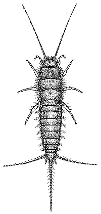 Acrotelsella devriesiana 