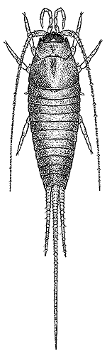 Allomachilis froggatti 