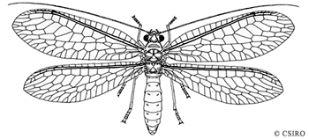 Chrysopa species