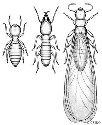 Coptotermes acinaciformis