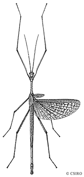 Black-and-Red Stick Insect, Phasmid