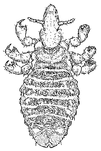 Haematopinus asini  (horse louse)
