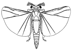 Halictophagus species (male)