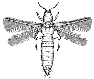 Thrips australis (eucalyptus thrips)