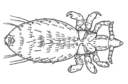 Linognathus vituli (cattle lice)