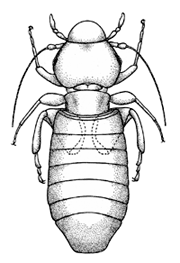 Liposcelis bostrychophilus