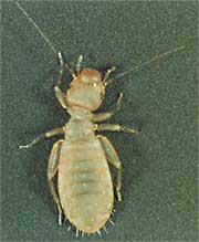 Liposcelis decolor