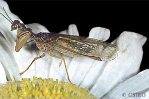 Mantispidae species
