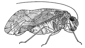 Myopsocus australis