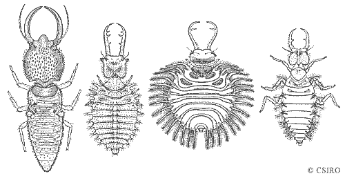 Neuropteran larvae