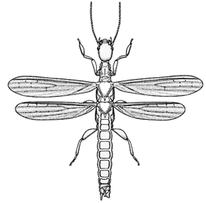 Notoligotoma nitens