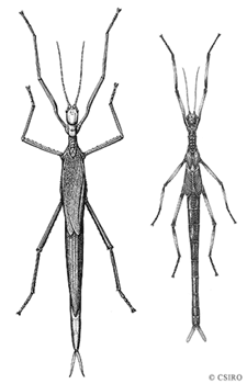 Black-and-Red Stick Insect, Phasmid