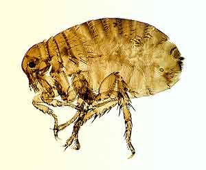 Pulex irritans (human flea) 
