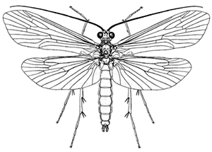 Stenopsychodes species