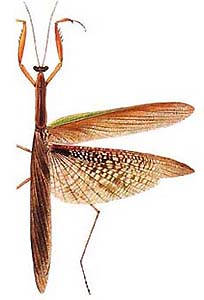 Tenodera australasiae 