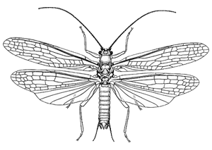 Trinotoperla species 